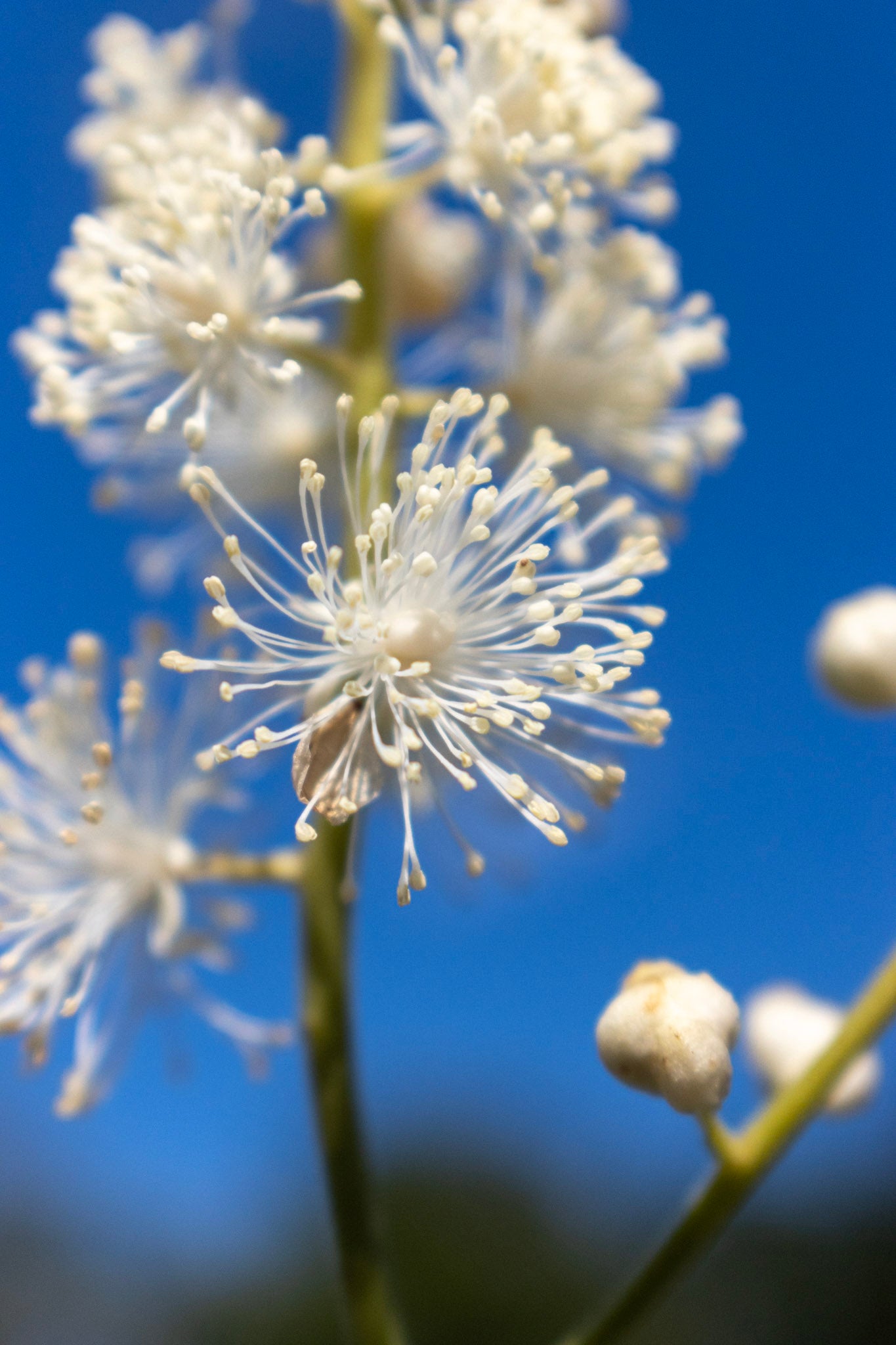 ACTAEA pachypoda 1g