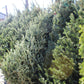 Fraser Fir 6-7 premium