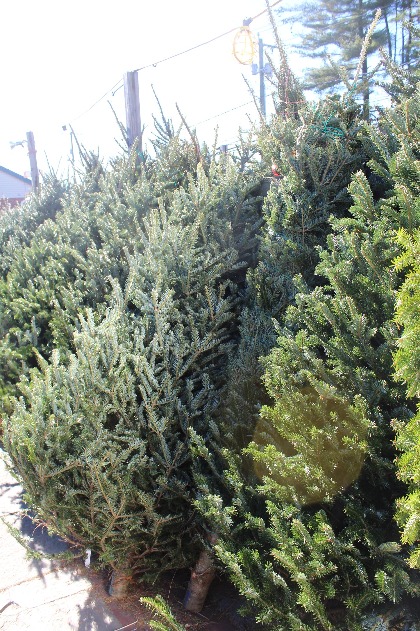 Fraser Fir 6-7 premium