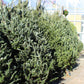 Fraser Fir 6-7 premium