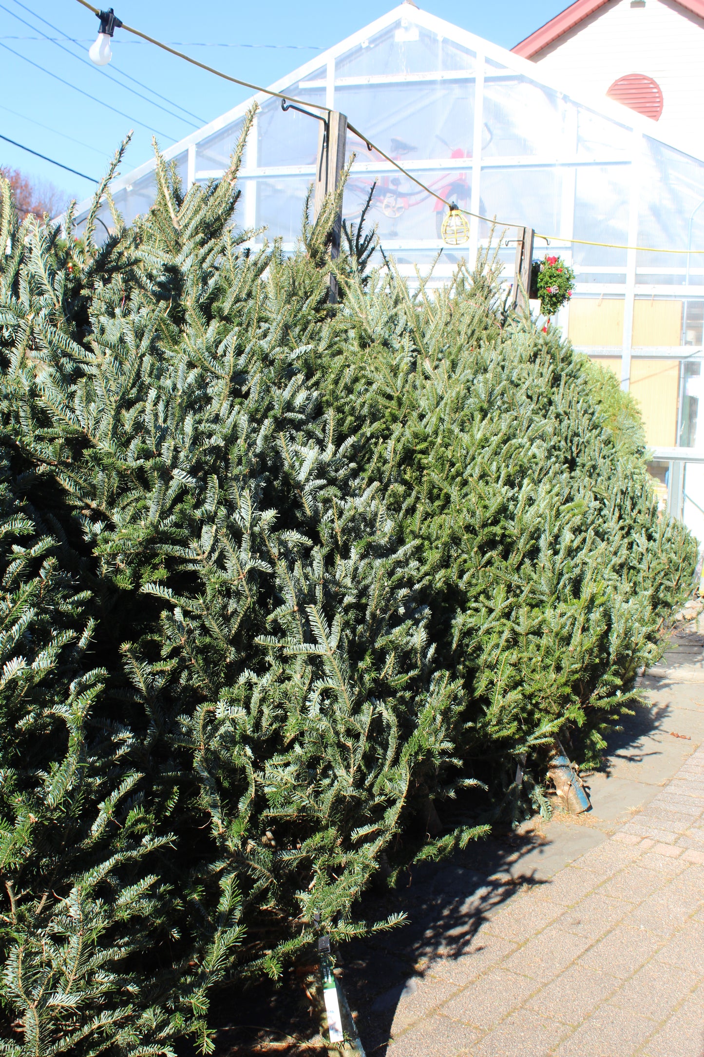 Fraser Fir 6-7 premium