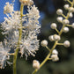 ACTAEA pachypoda 1g