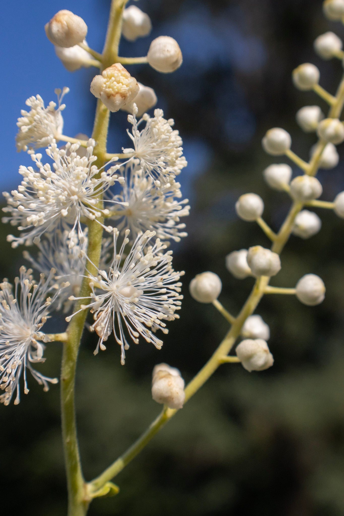 ACTAEA pachypoda 1g