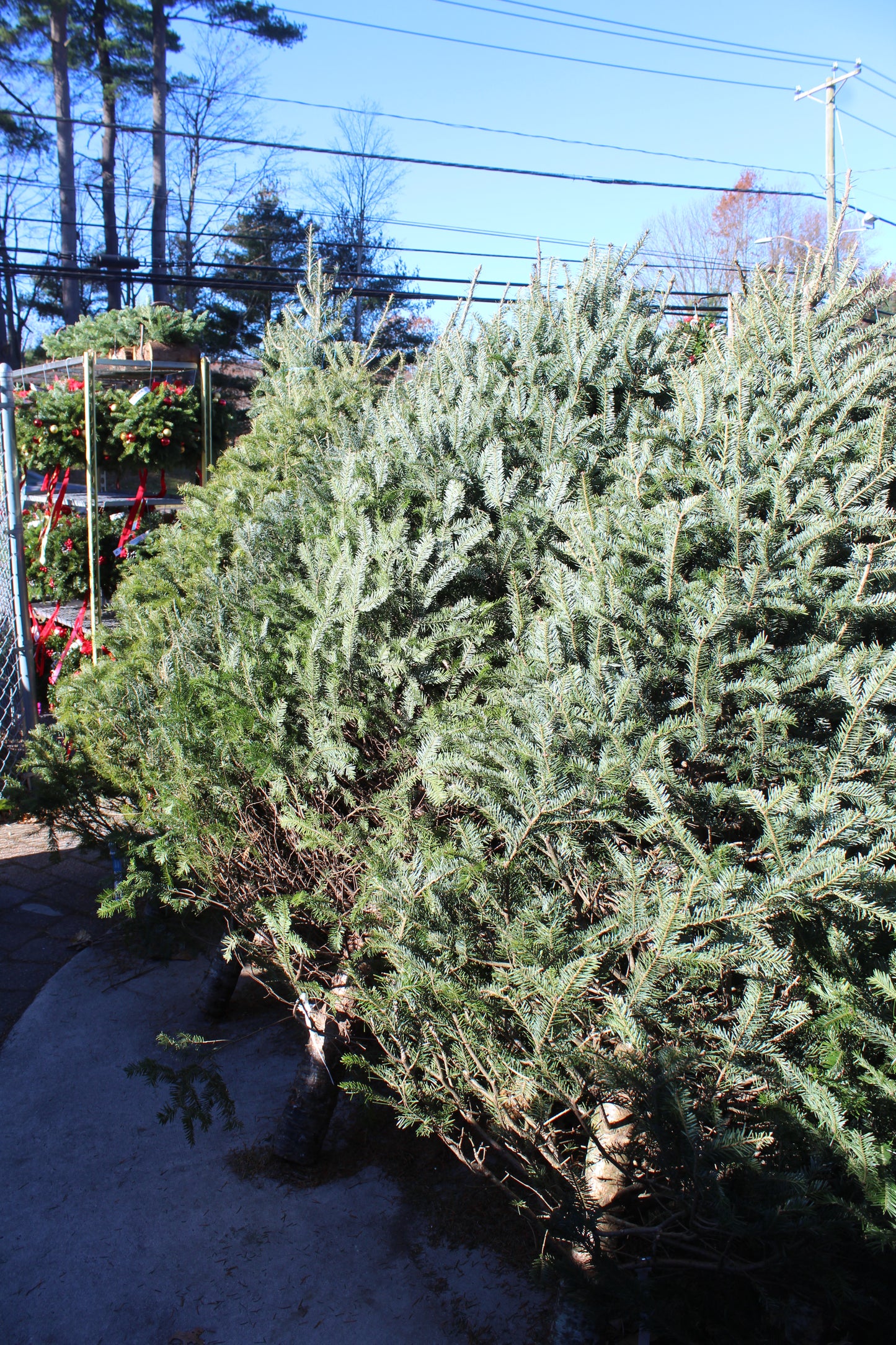 Balsam Fir premium 7-8ft