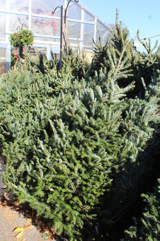 Fraser Fir 5-6 premium