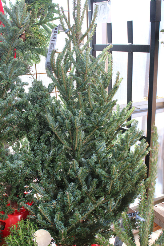 Fraser Fir table top tree w/stand