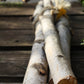 Birch bundles Lg s/3