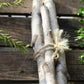 Birch bundles Lg s/3