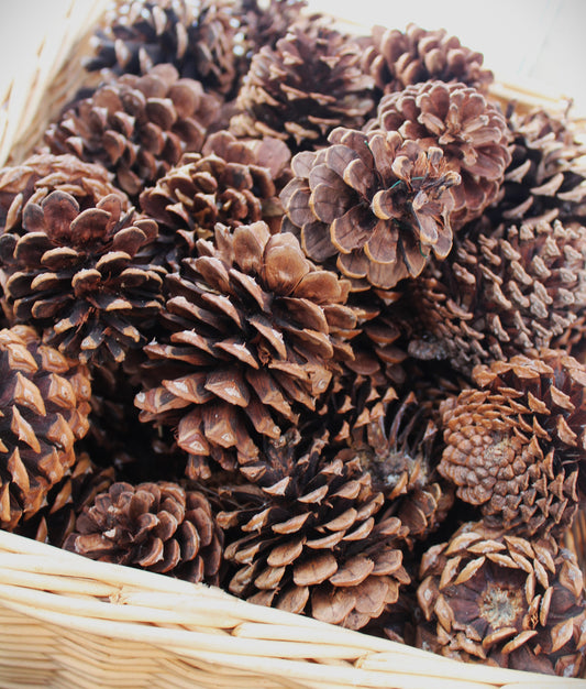 ponderosa pinecone