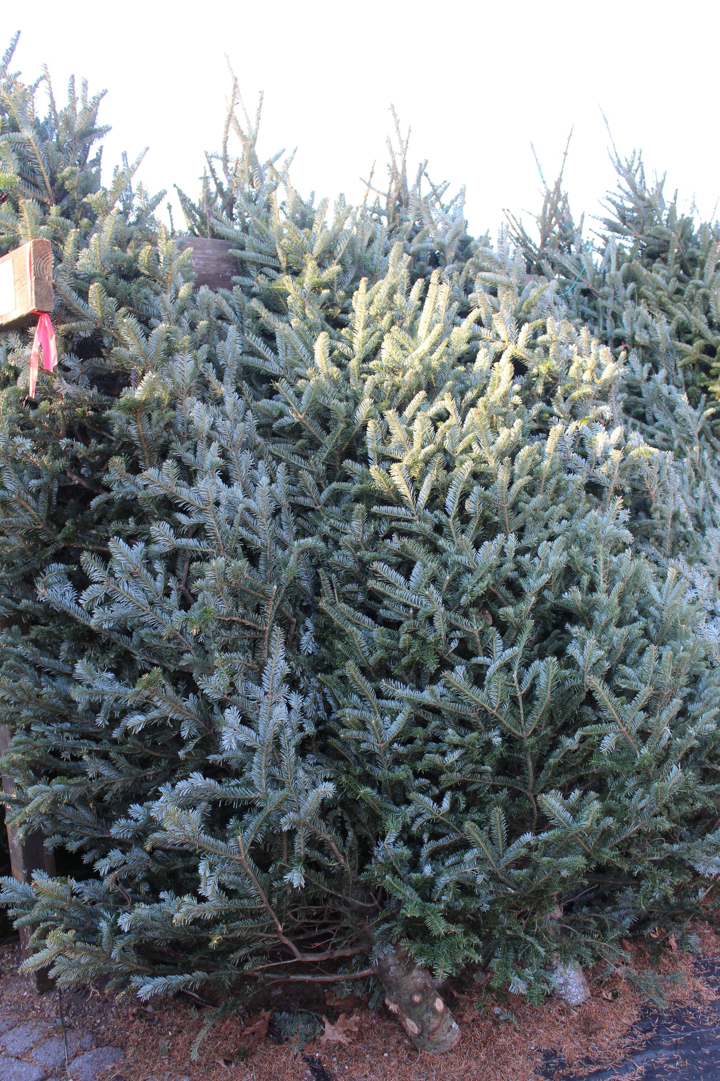 Fraser Fir 9-10ft premium