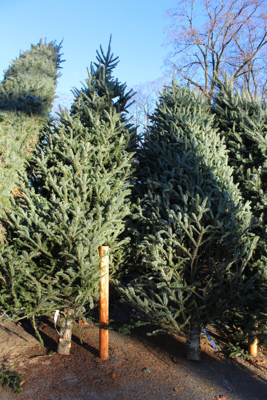 Fraser Fir 11-12 #1