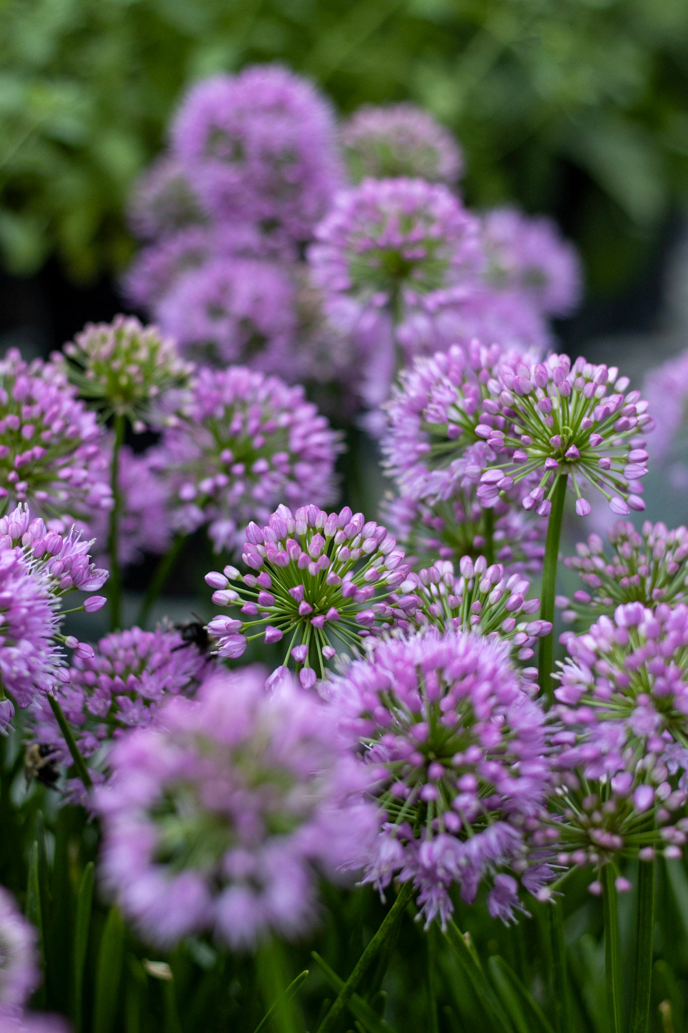 ALLIUM Millenium 1g