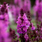 Salvia Rose Marvel