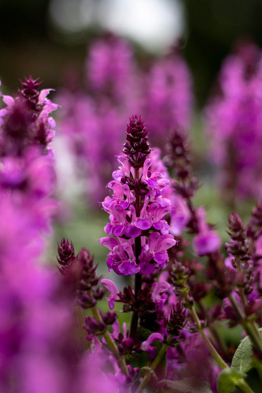 Salvia Rose Marvel