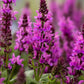 Salvia Rose Marvel 1g