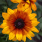 Echibeckia Summerina Yellow