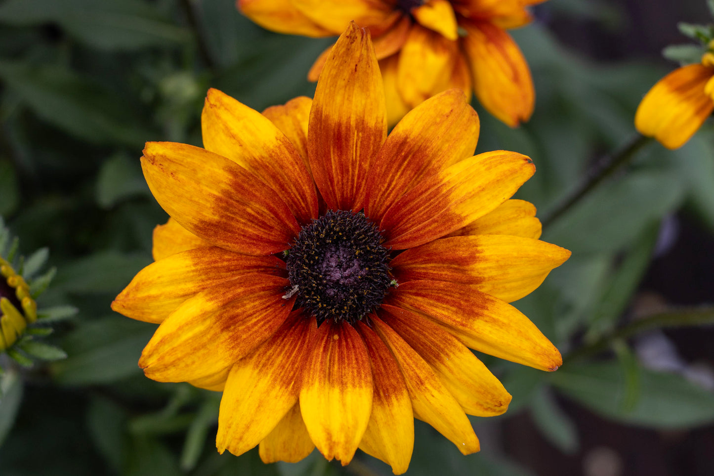 Echibeckia Summerina Yellow