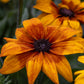 Echibeckia Summerina Yellow