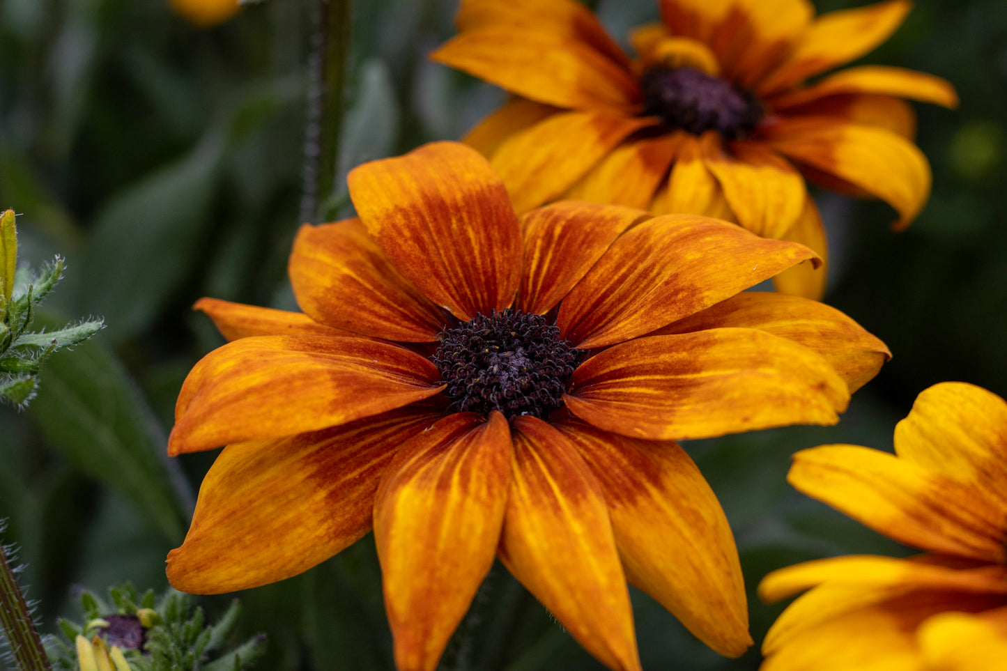 Echibeckia Summerina Yellow