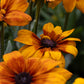 Echibeckia Summerina Yellow