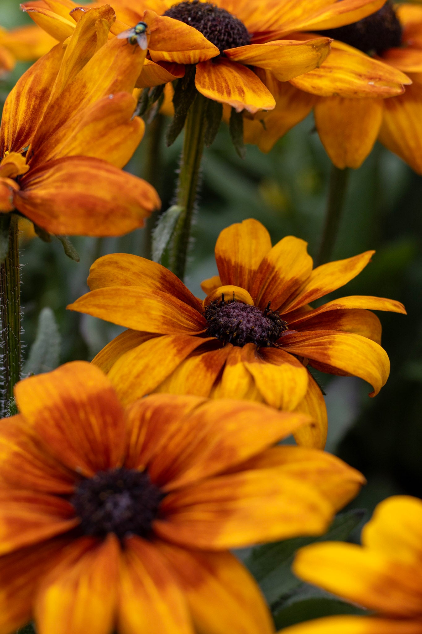 Echibeckia Summerina Yellow