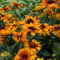 Echibeckia Summerina Yellow
