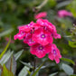 Phlox Glamour Girl 1g