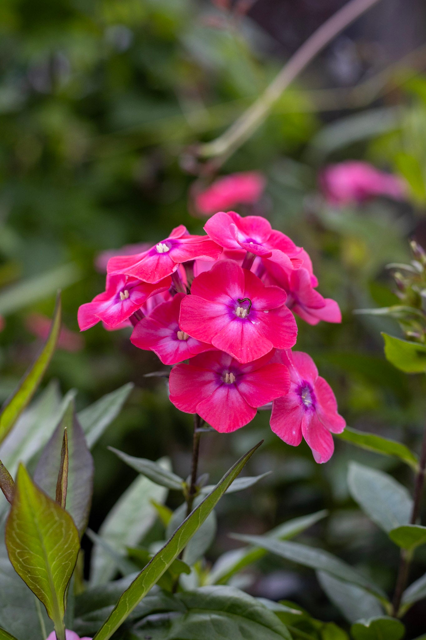 Phlox Glamour Girl 1g