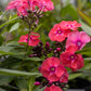 Phlox Glamour Girl 1g