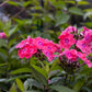 Phlox Glamour Girl 1g