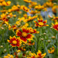 Coreopsis Daybreak 1g