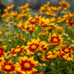 Coreopsis Daybreak 1g