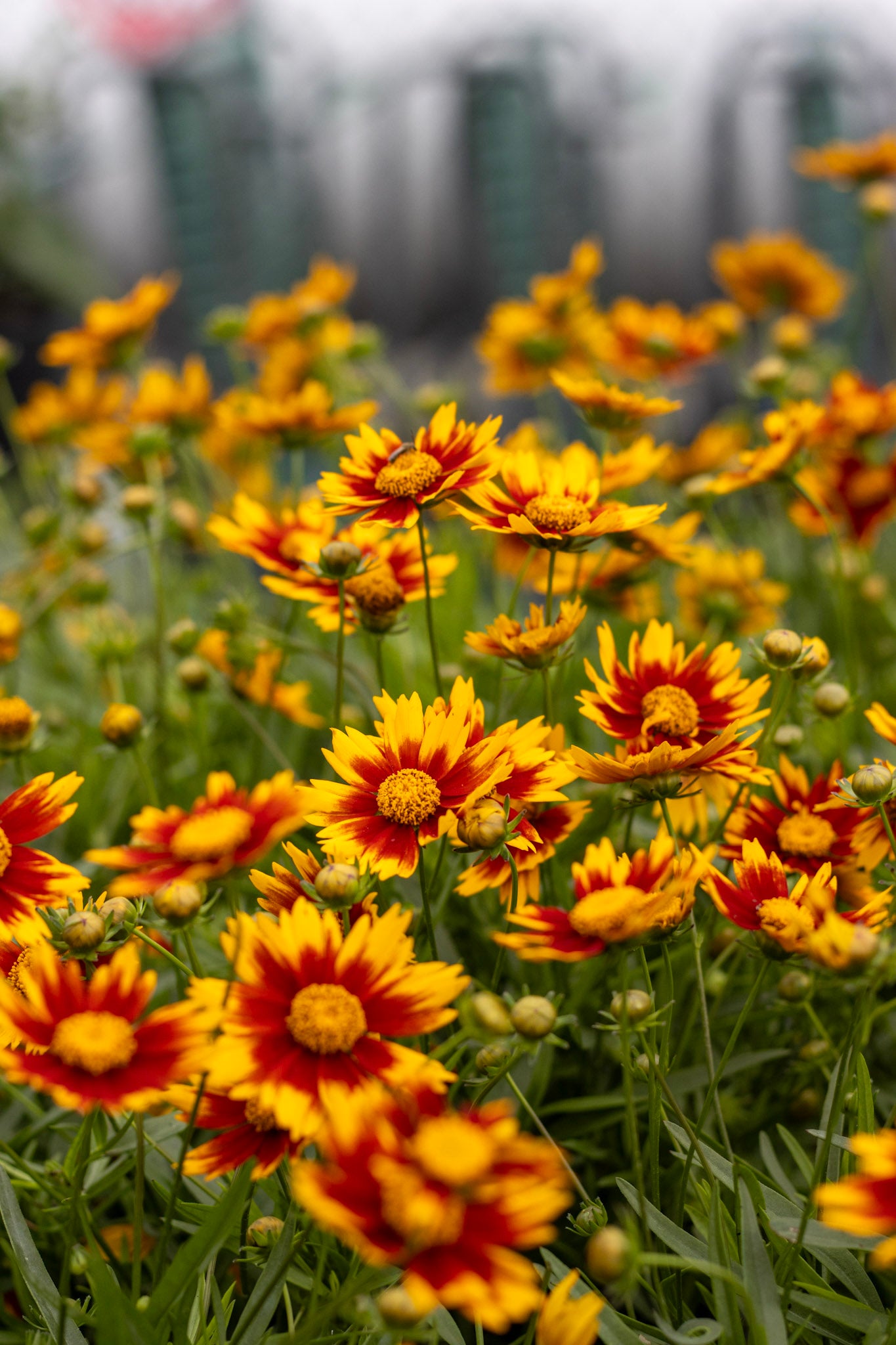 Coreopsis Daybreak 1g