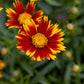 Coreopsis Daybreak 1g