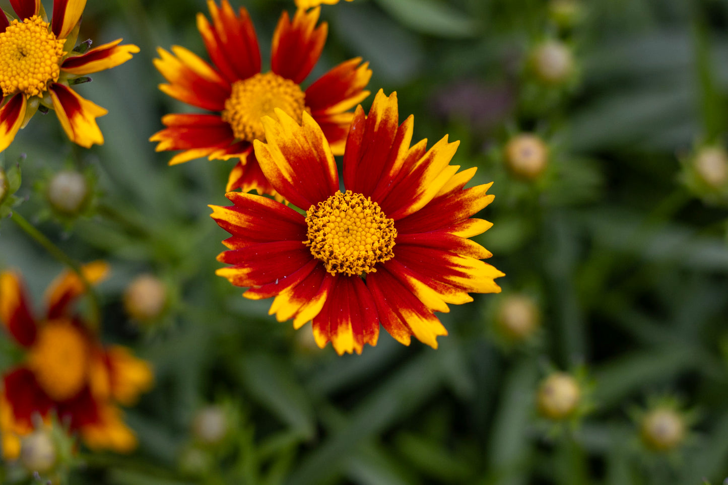 Coreopsis Daybreak 1g