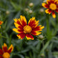 Coreopsis Daybreak 1g