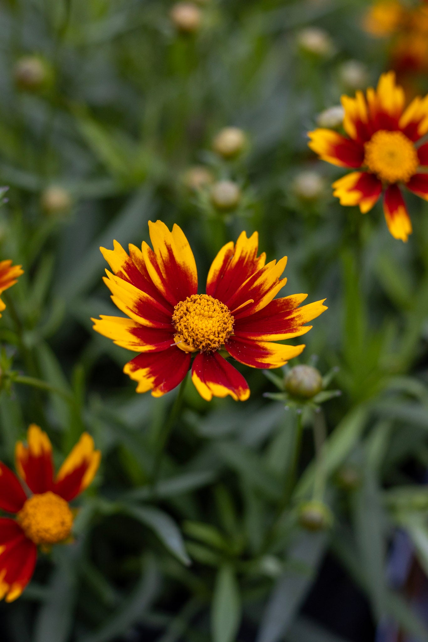 Coreopsis Daybreak 1g