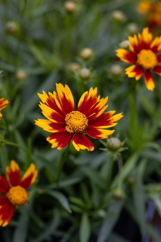 Coreopsis Daybreak quart