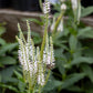 VERONICASTRUM virginicum Diana 1g