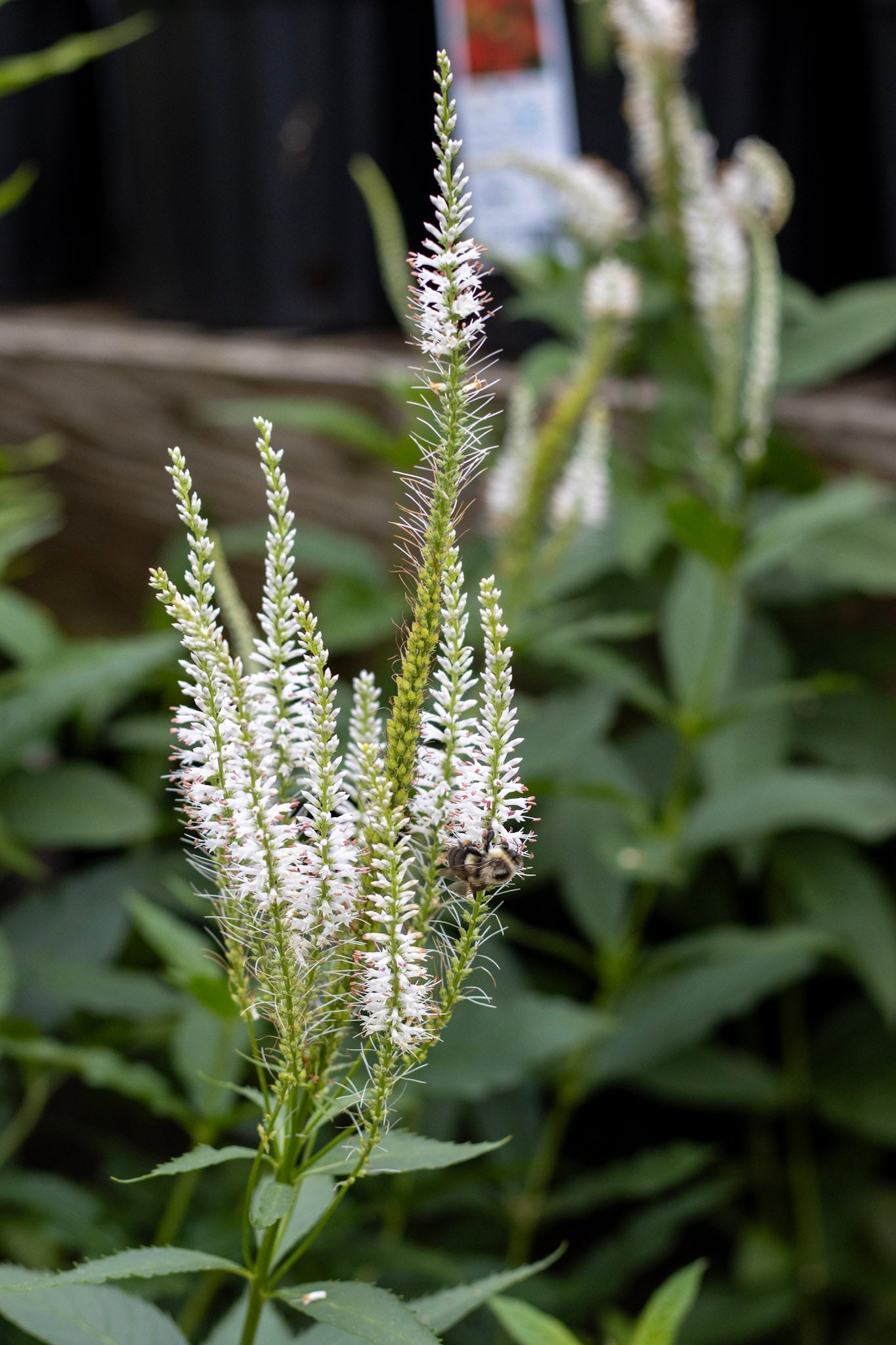 VERONICASTRUM virginicum Diana 1g