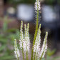 VERONICASTRUM virginicum Diana 1g