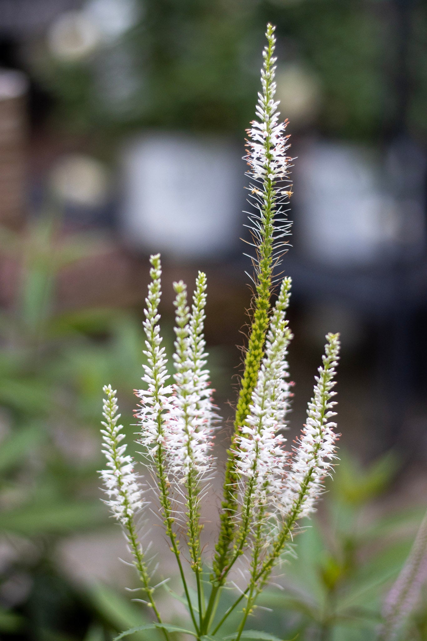 VERONICASTRUM virginicum Diana 1g