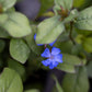 CERATOSTIGMA PLUMBAGO 1g