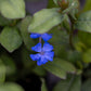 CERATOSTIGMA PLUMBAGO 1g