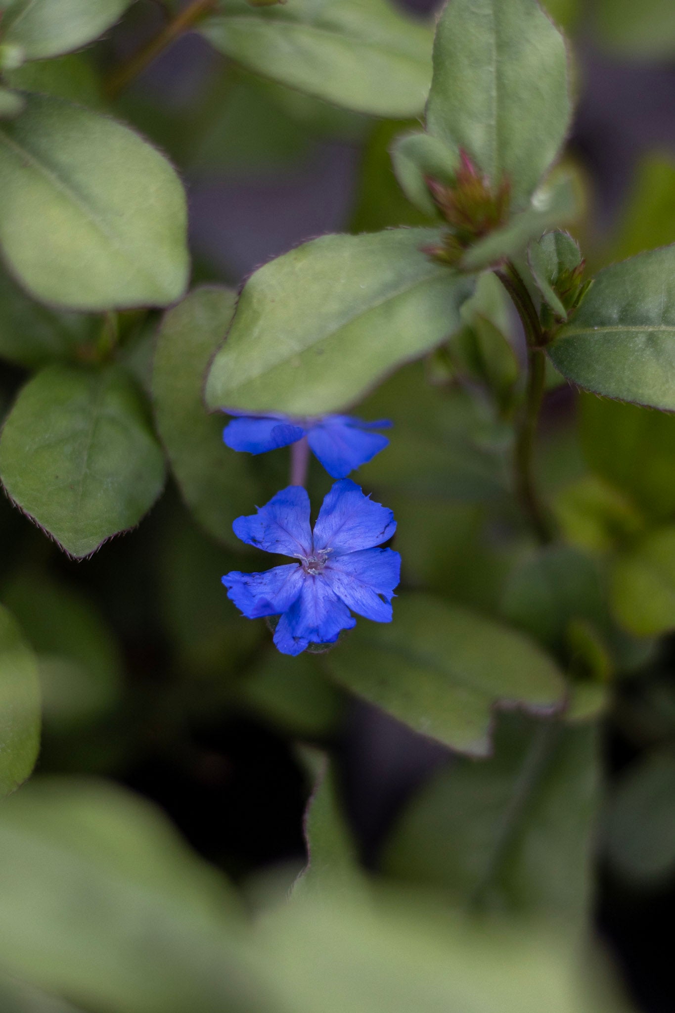 CERATOSTIGMA PLUMBAGO 1g