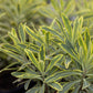 Euphorbia Ascot Rainbow quart