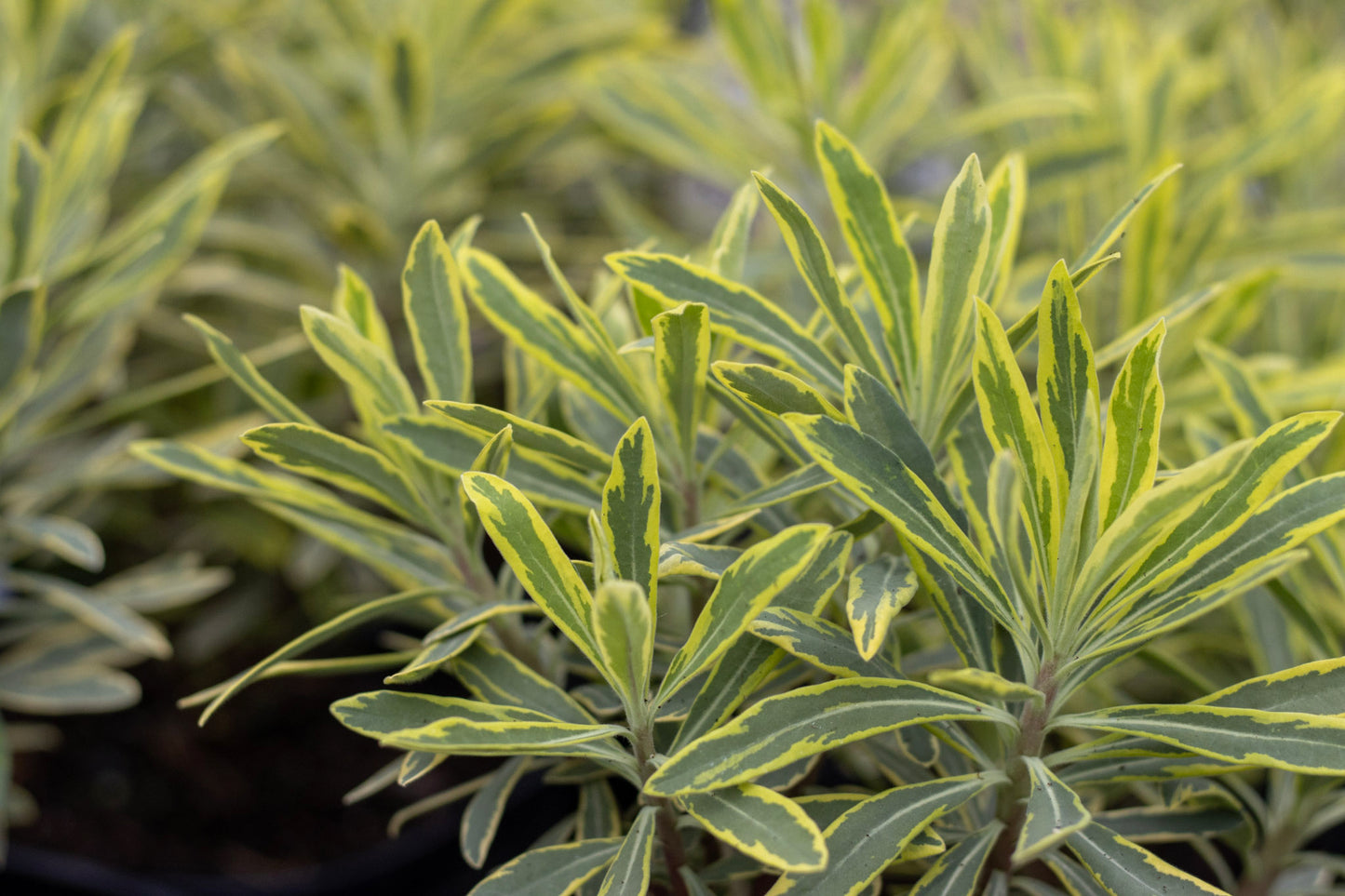 Euphorbia Ascot Rainbow quart