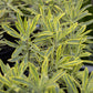 Euphorbia Ascot Rainbow quart