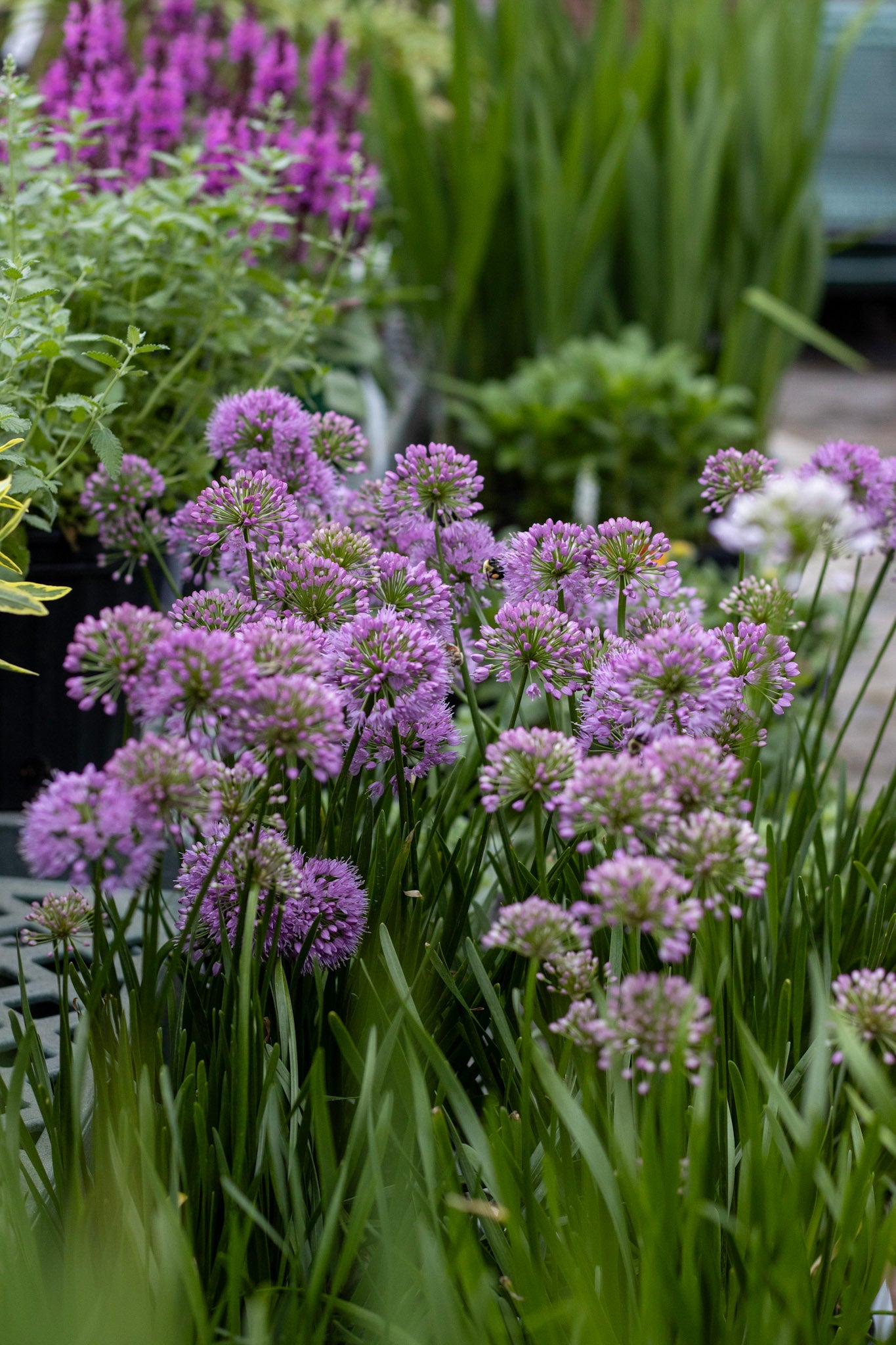 ALLIUM Millenium 1g