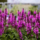 Salvia Rose Marvel 1g